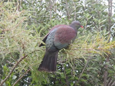 Eating kowhai leaves