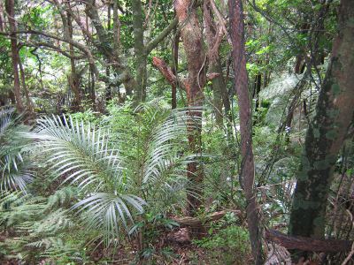 Nikau