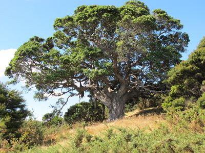 Pohutukawa