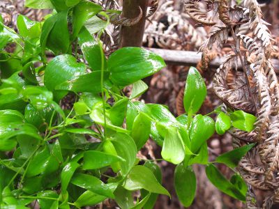 Foliage